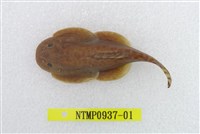 藏品(埔里中華爬岩鰍)的圖片